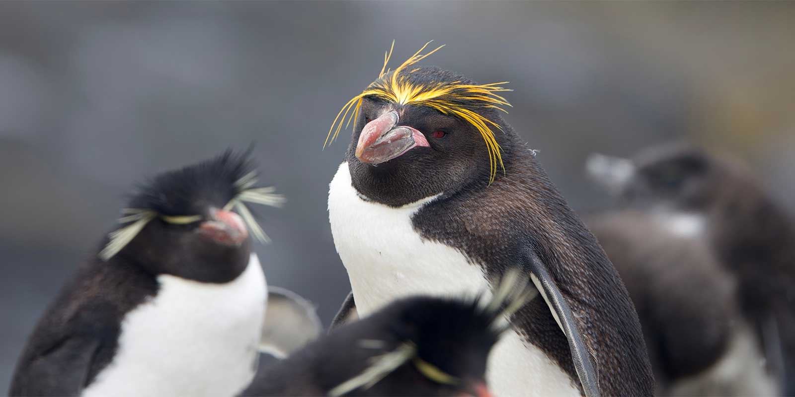 Southern rockhopper and macaroni penguins in the Falkland Islands