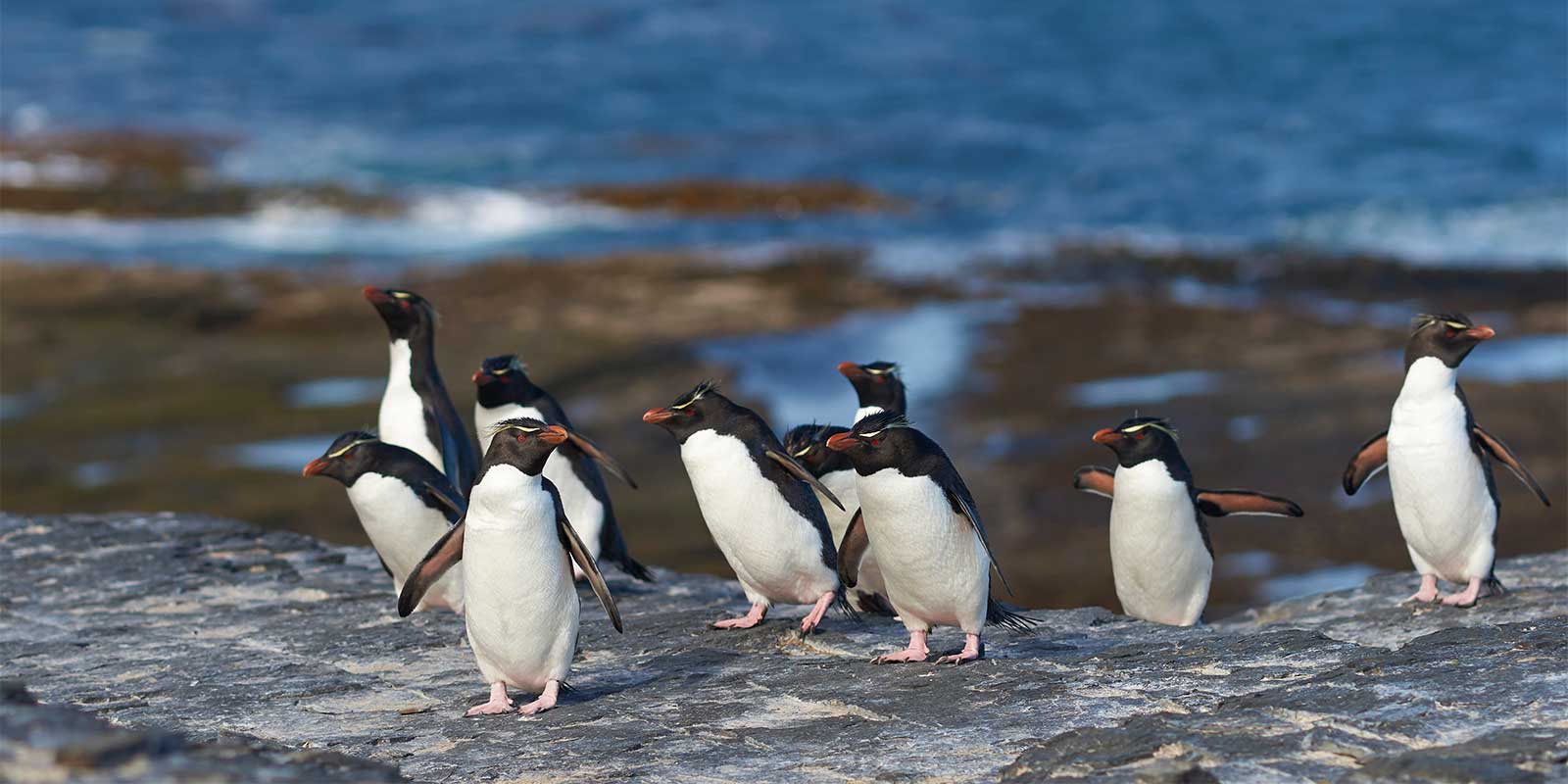 Southern rockhopper penguins on Bleaker Island, the Falkland Islands