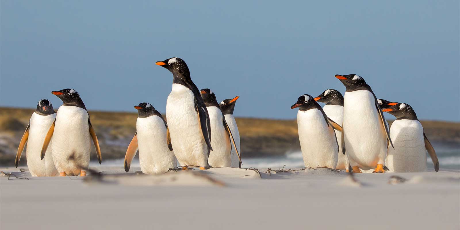 Gentoo penguins in the Falkland Islands