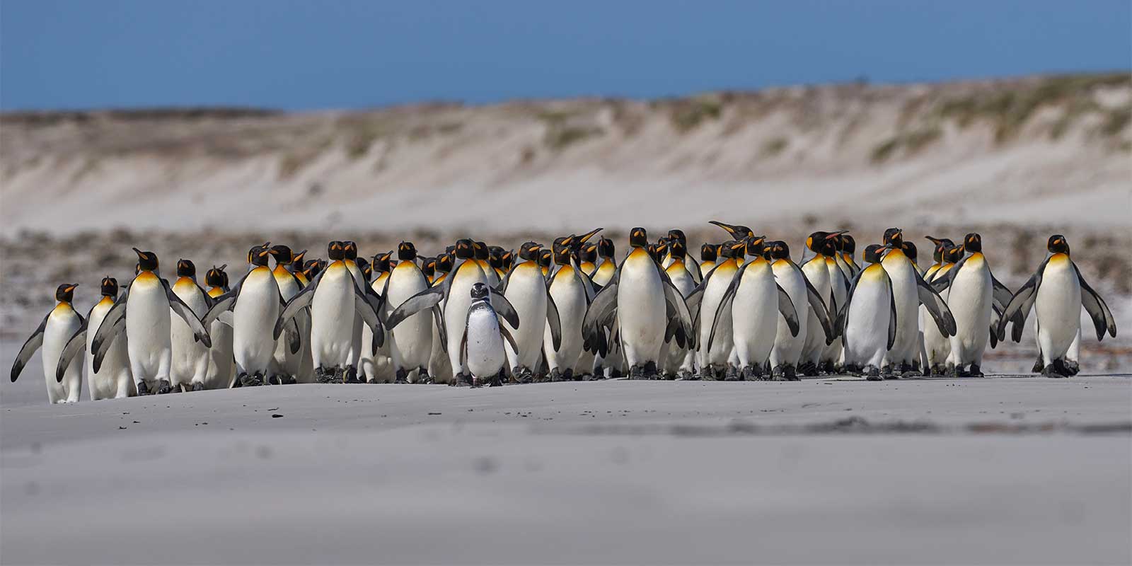 King and magellanic penguins in the Falkland Islands.
