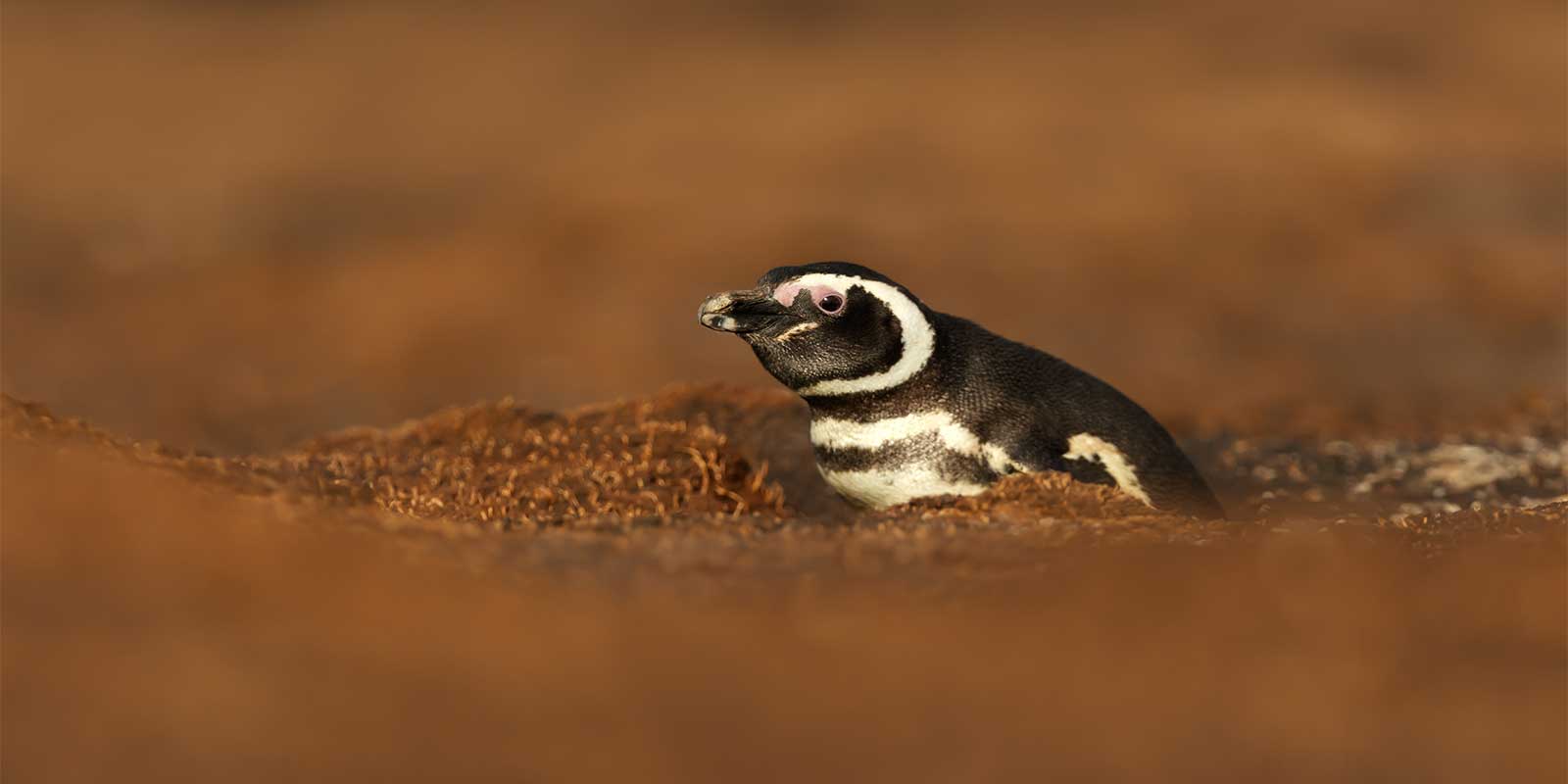 Magellanic penguin in the Falkland Islands
