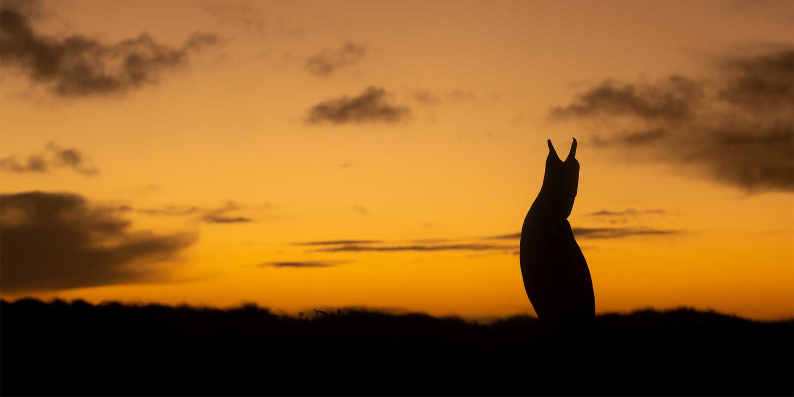 Magellanic penguin in the Falkland Islands