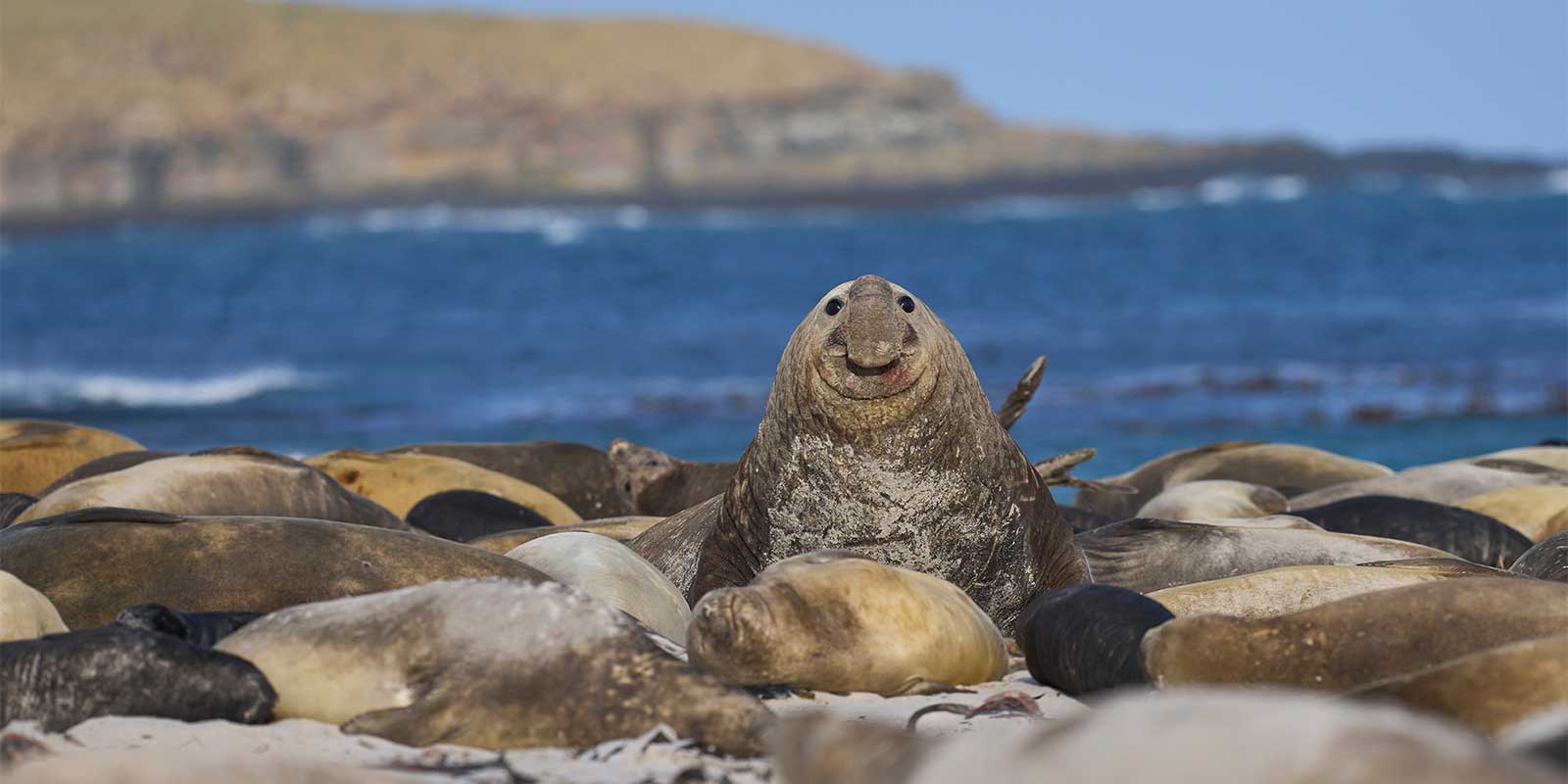 Southern elephant seal on Sea Lion Island, the Falkland Islands