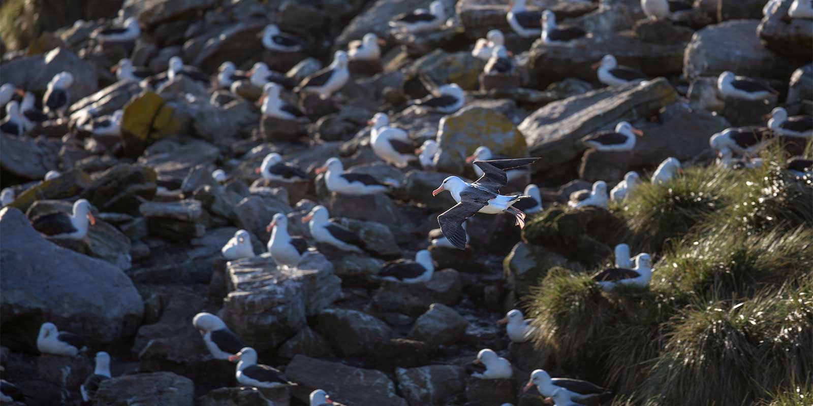 Black-browed albatross in West Point, the Falkland Islands