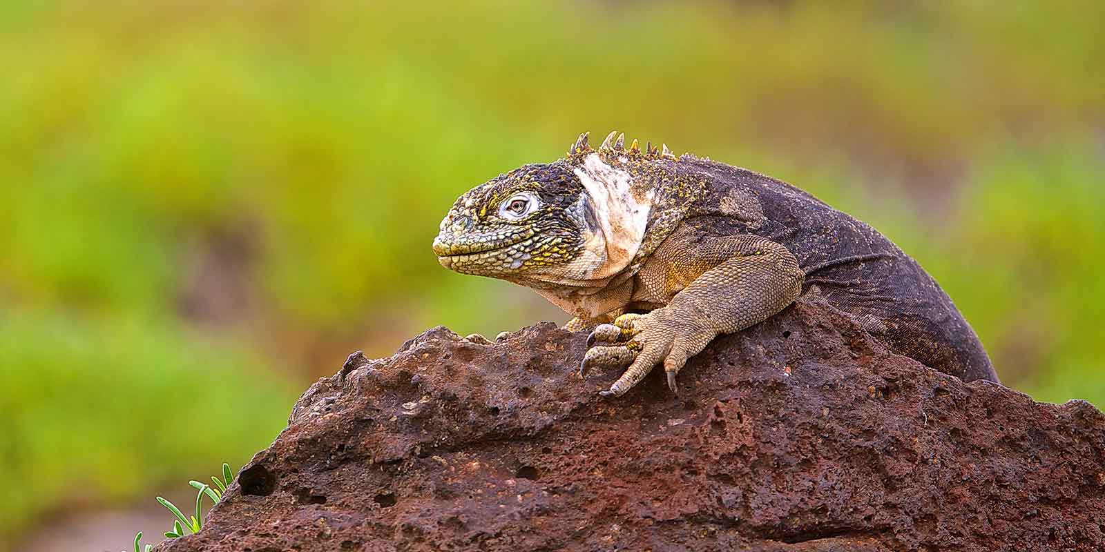 Galapagos land iguana