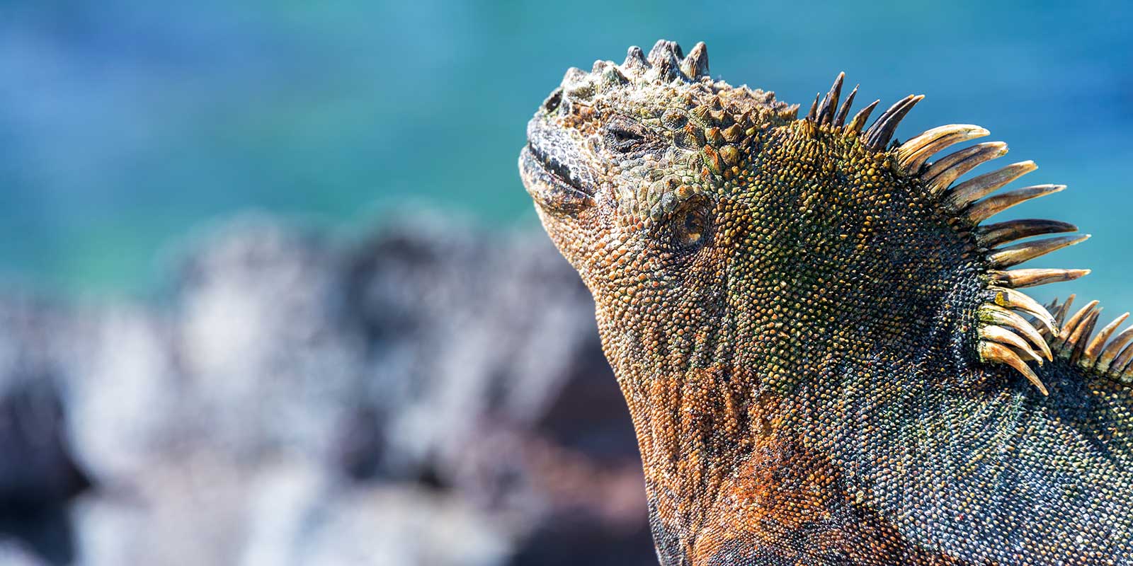 Close up of a marine iguana on Fernandina Island, the Galapagos
