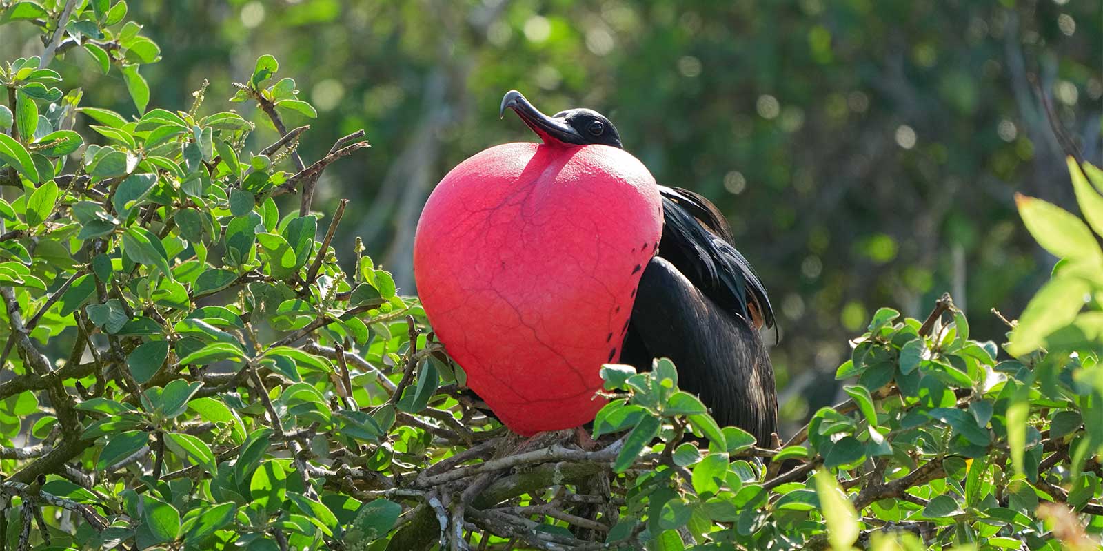 Frigatebird in the Galapagos