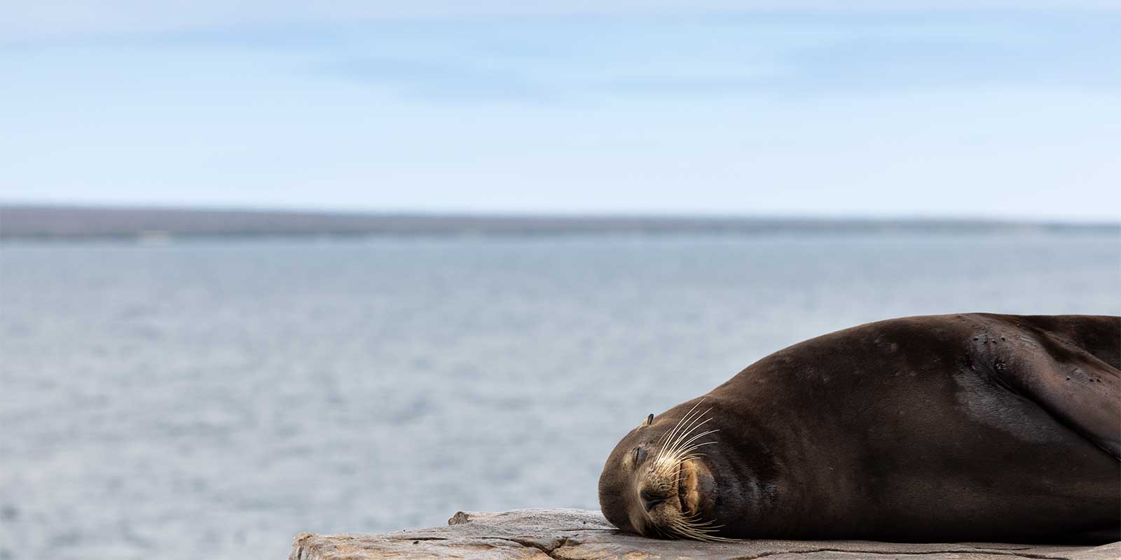Galapagos sea lion