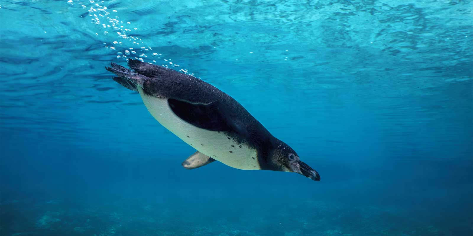 Galapagos penguin underwater