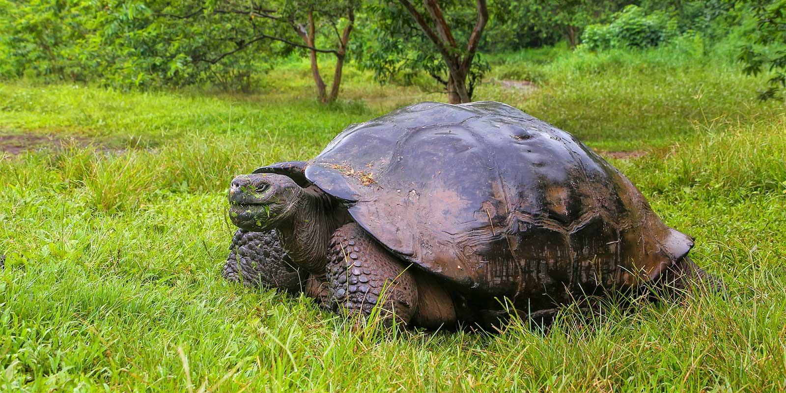 Giant tortoise in the Galapagos