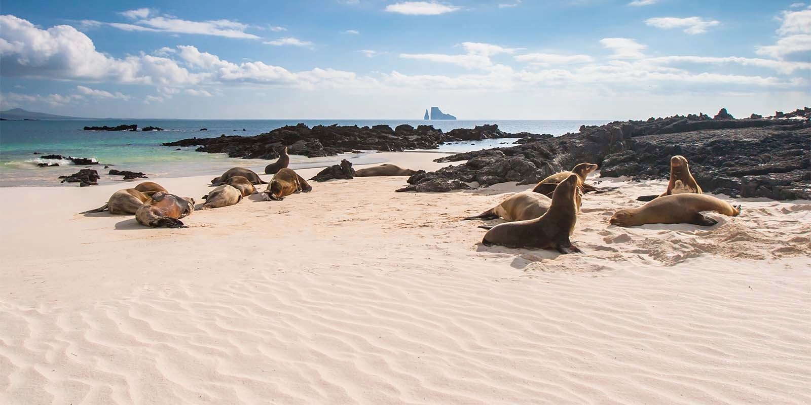 Galapagos sealion in the Galapagos