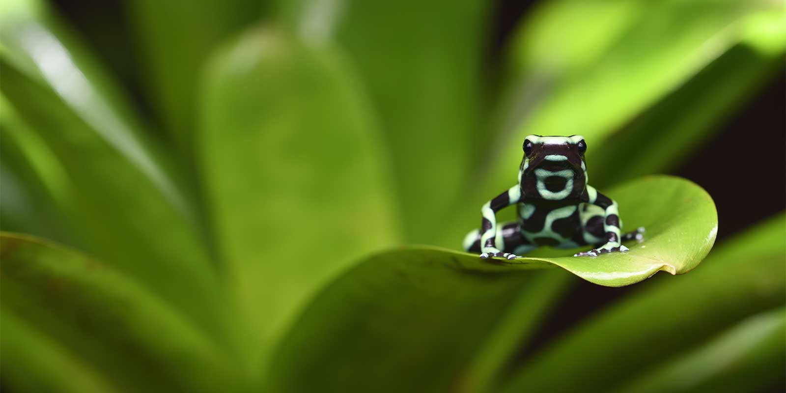 Green-and-black poison dart frog