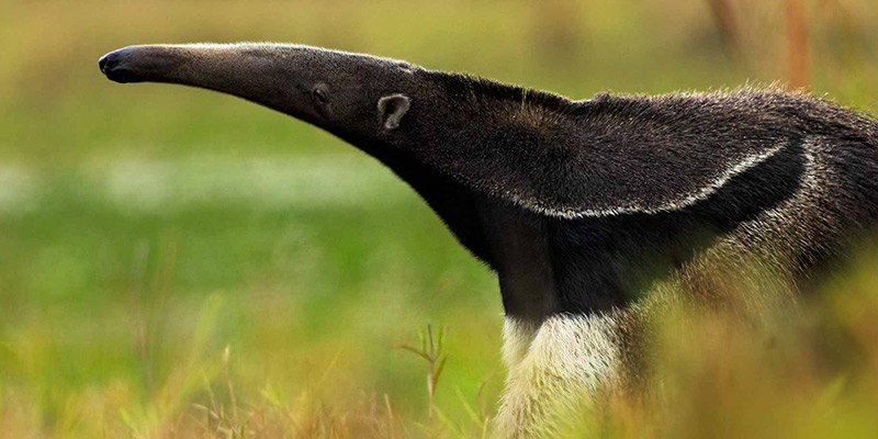 Giant anteater in Guyana