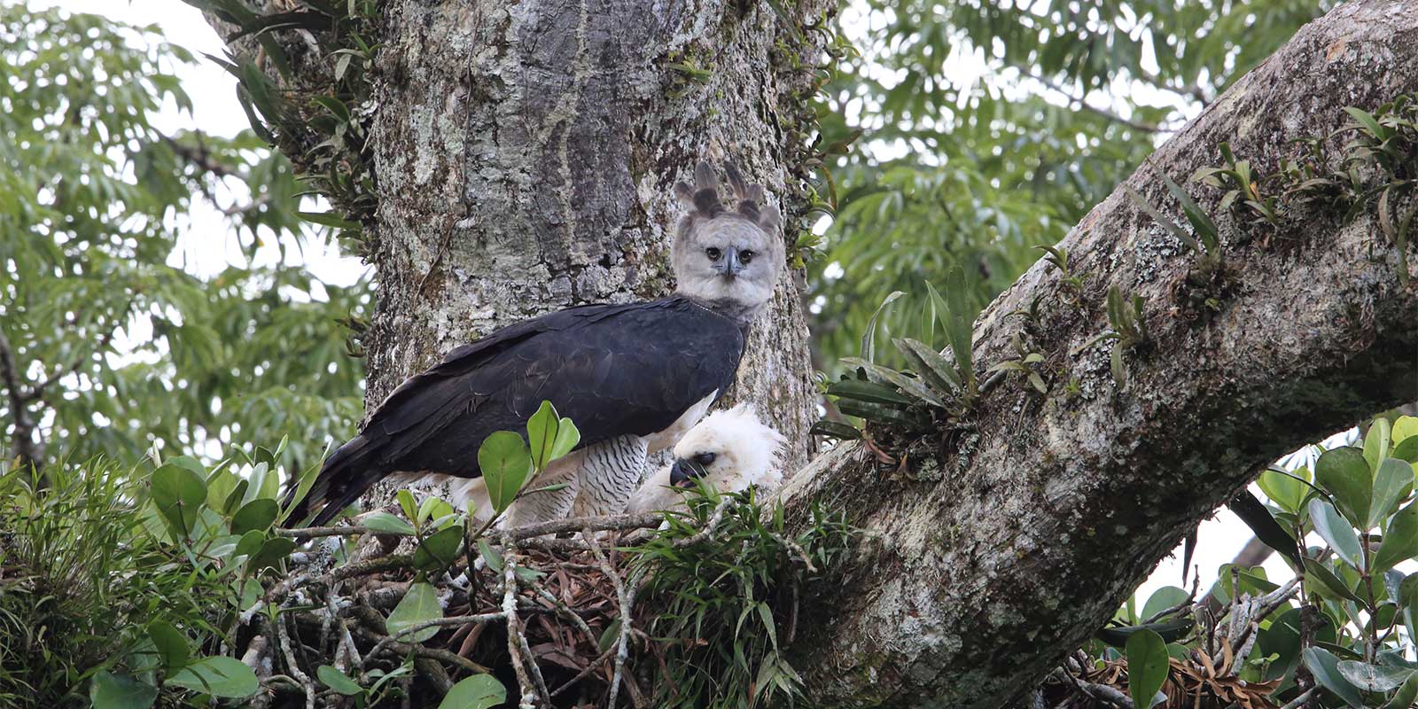 Harpy eagle nest