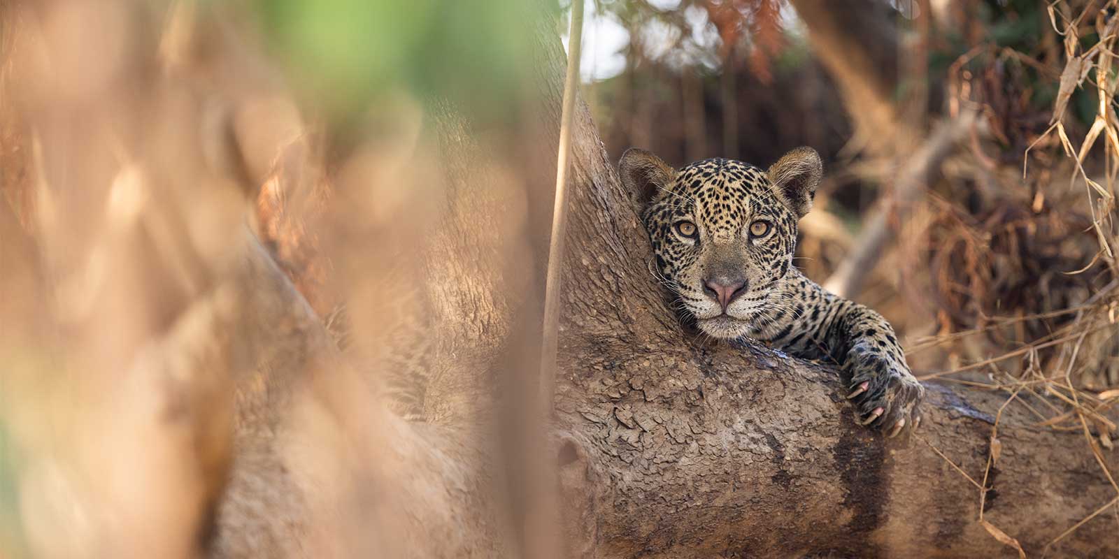 Jaguar cub in the Pantanal