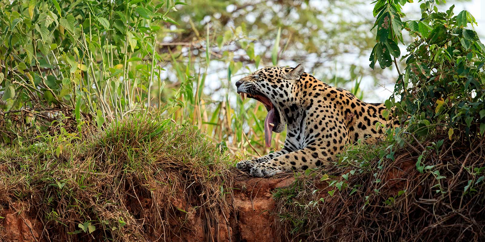 Jaguar in the Pantanal, Brazil