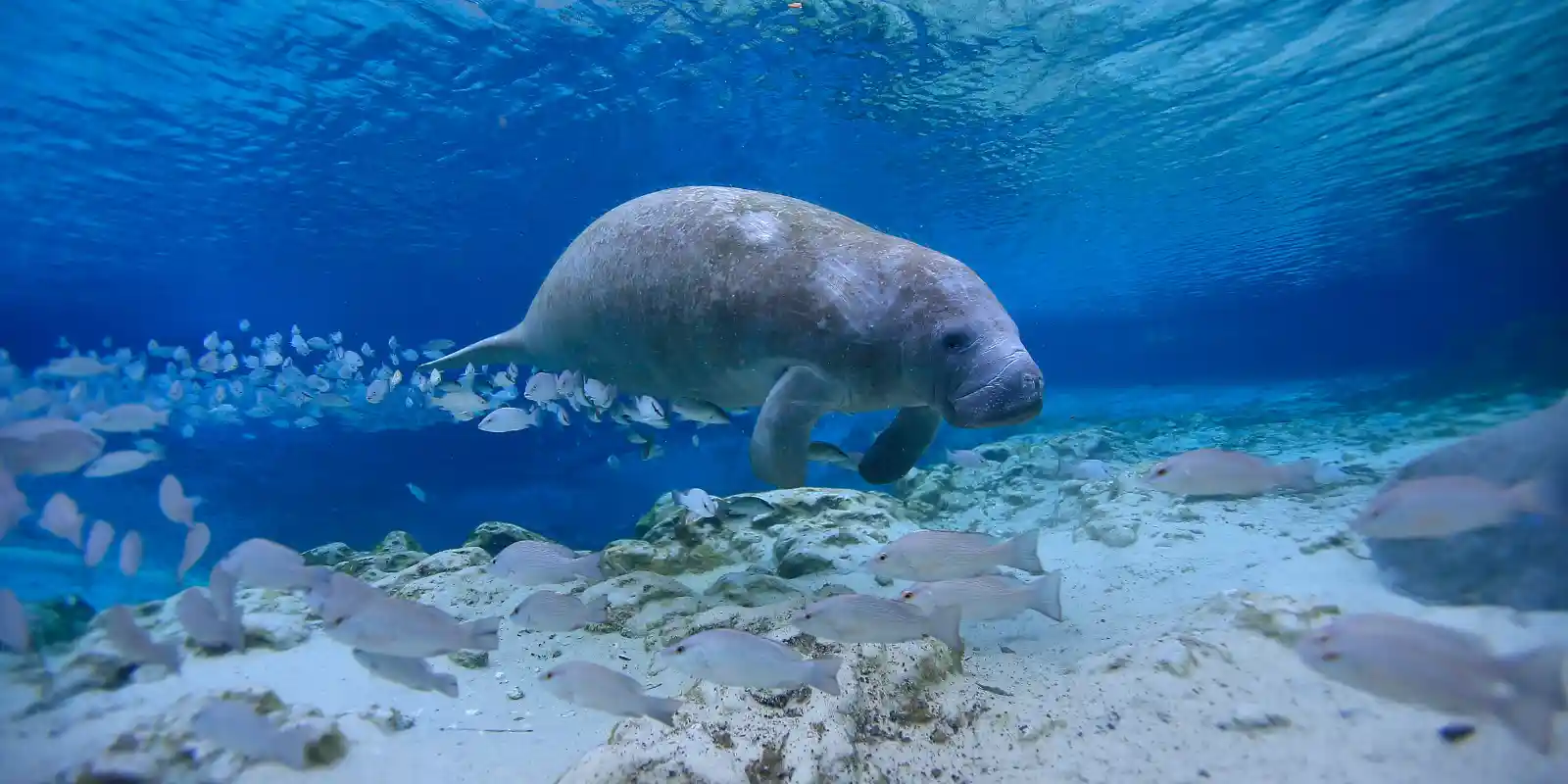Manatee amongst a shoal of fish, Florida.