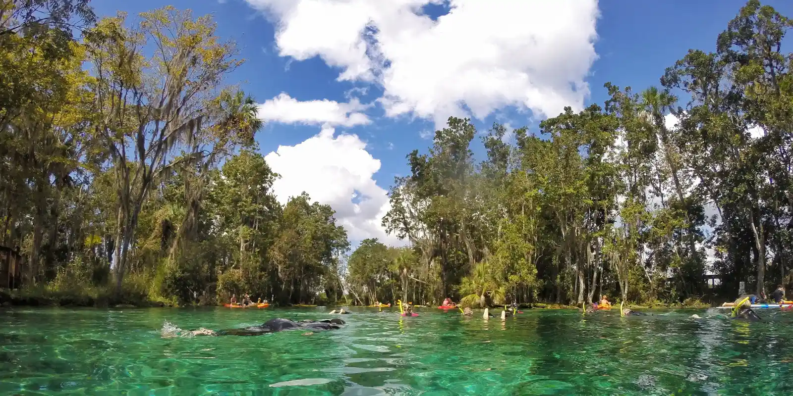 Snorkellers enjoying the waters of Three Sisters Springs, Crystal River, Florida.