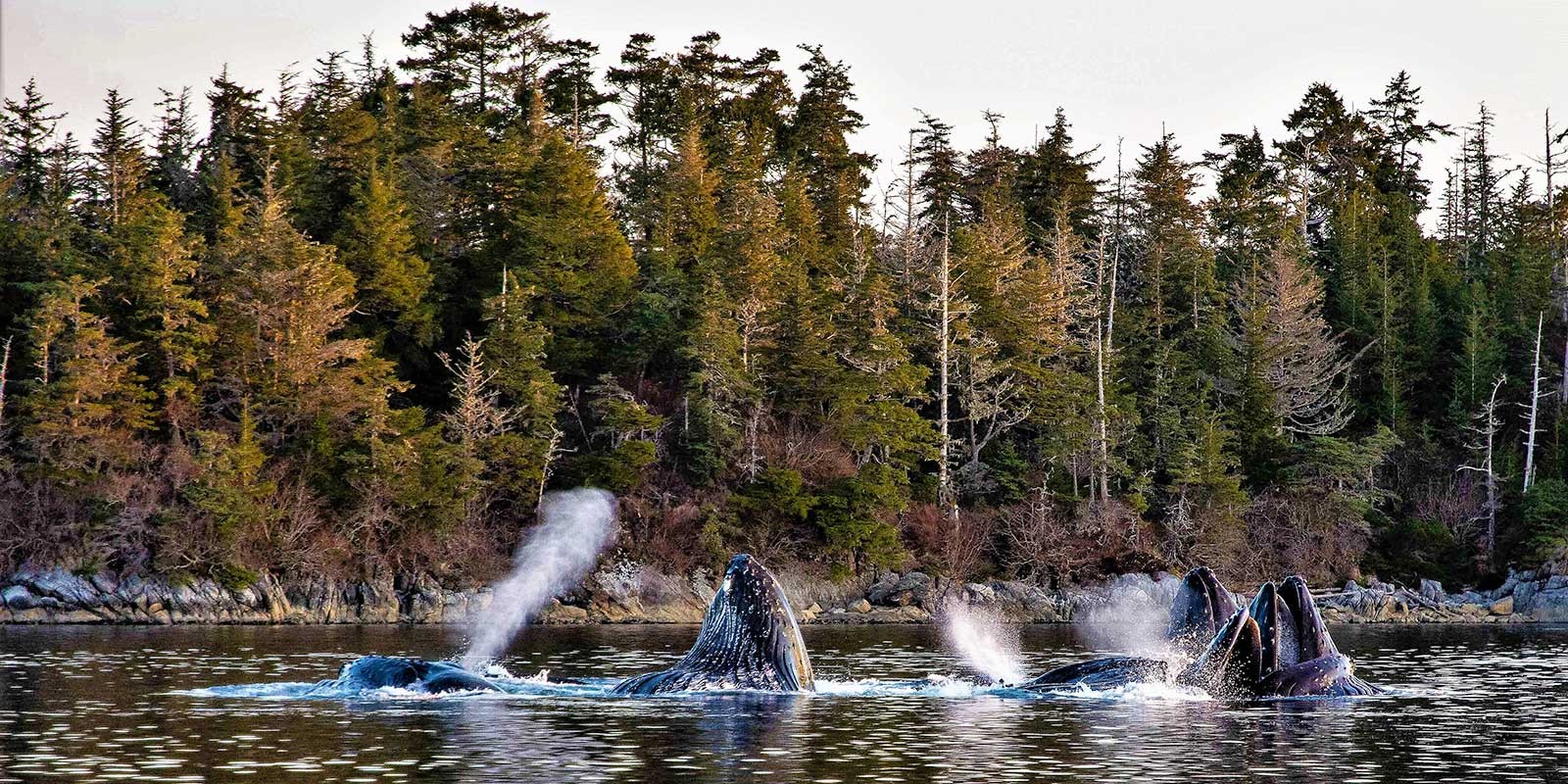 Humpback whales bubble-net feeding in Alaska.