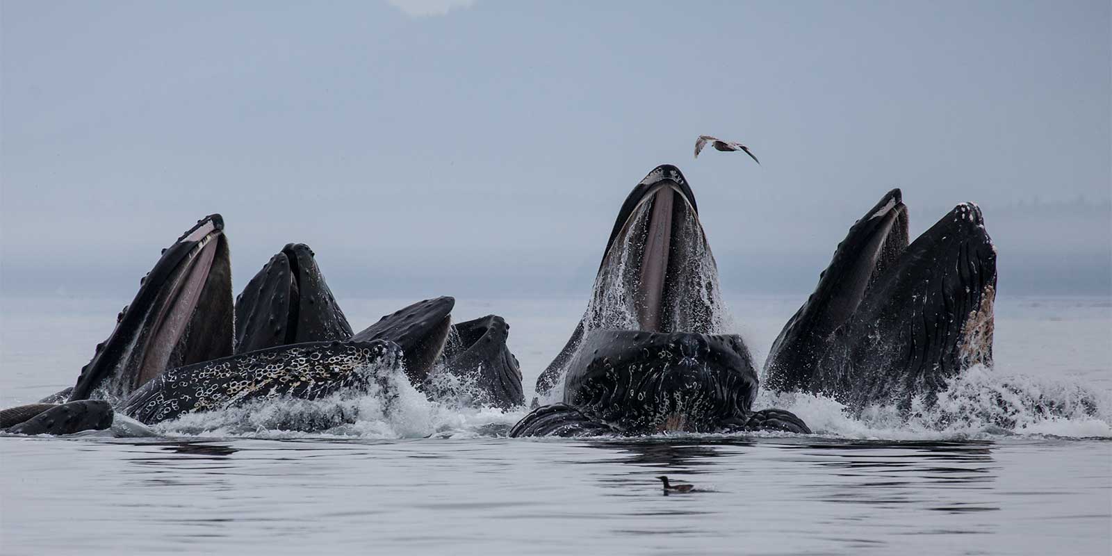 Humpback whales bubblenet feeding in Alaska