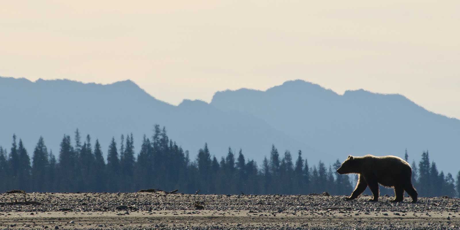 Brown bear in Lake Clark National Park, Alaska