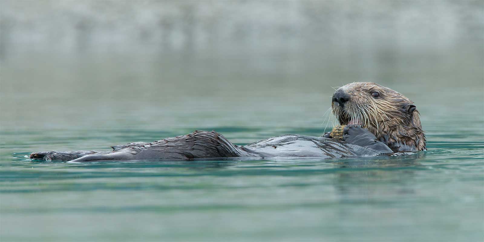 Sea otter in Alaska