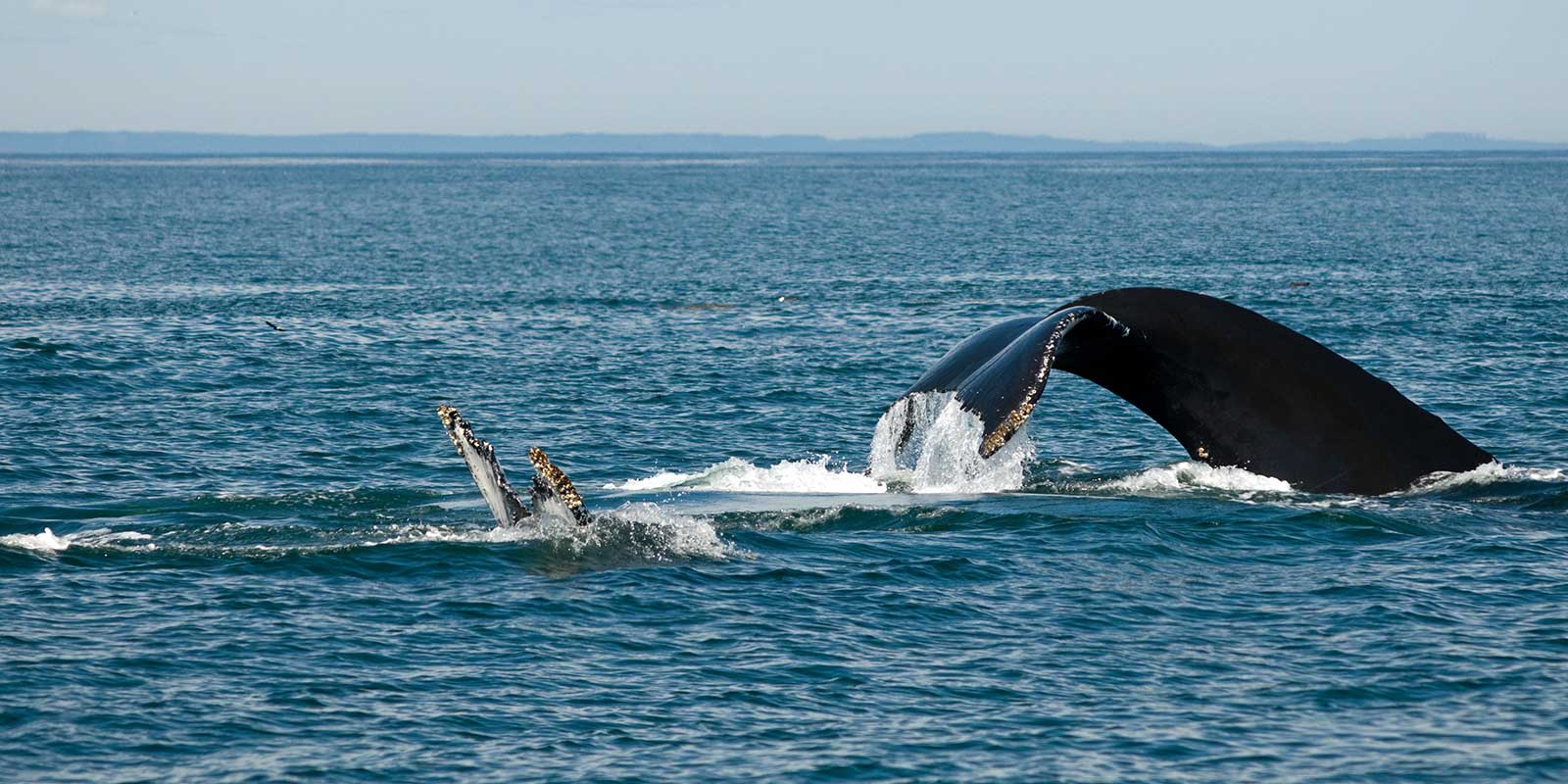 Humpback whale in the Bay of Fundy, Canada