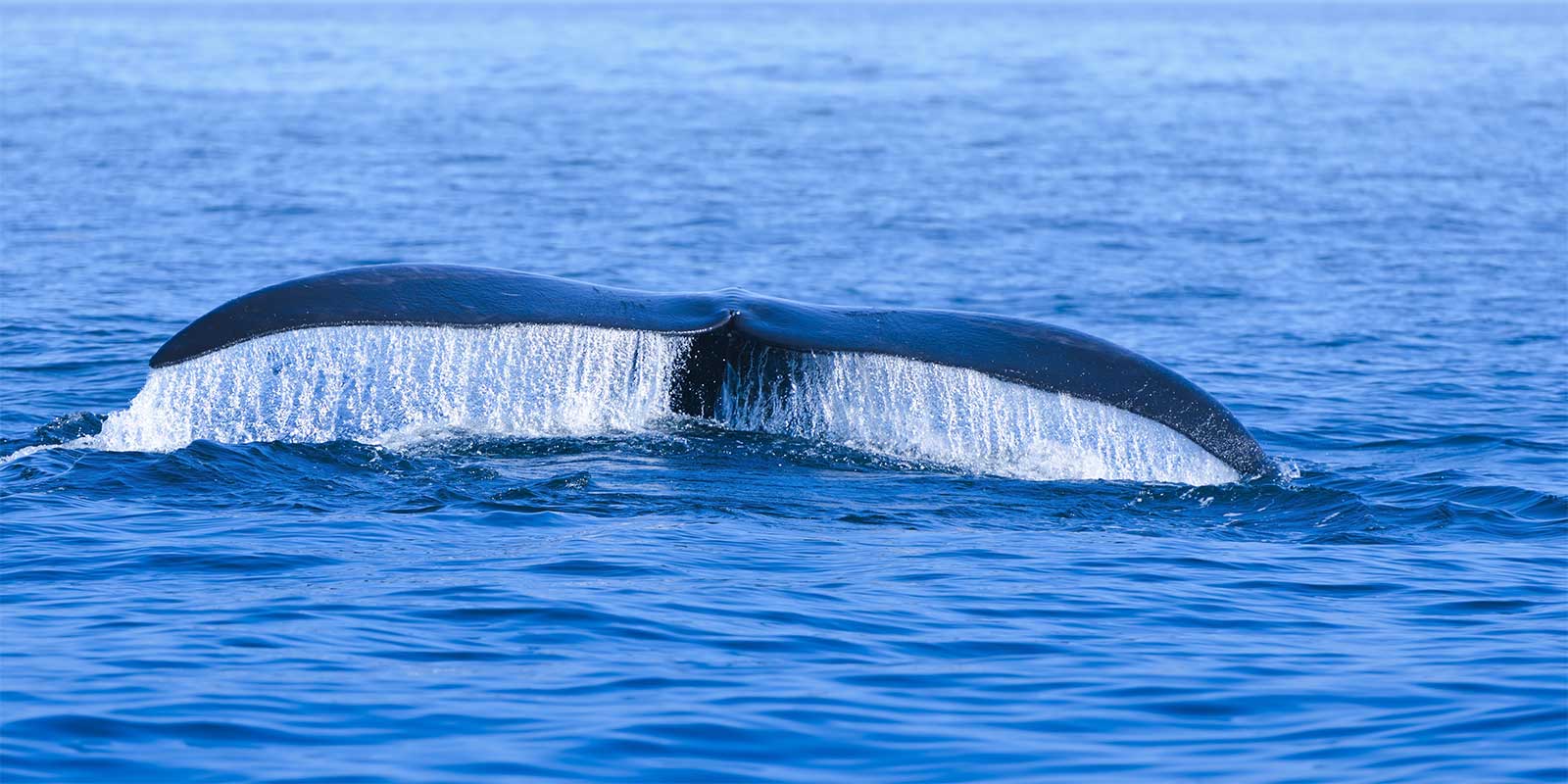North Atlantic right whale in the Bay of Fundy, Canada