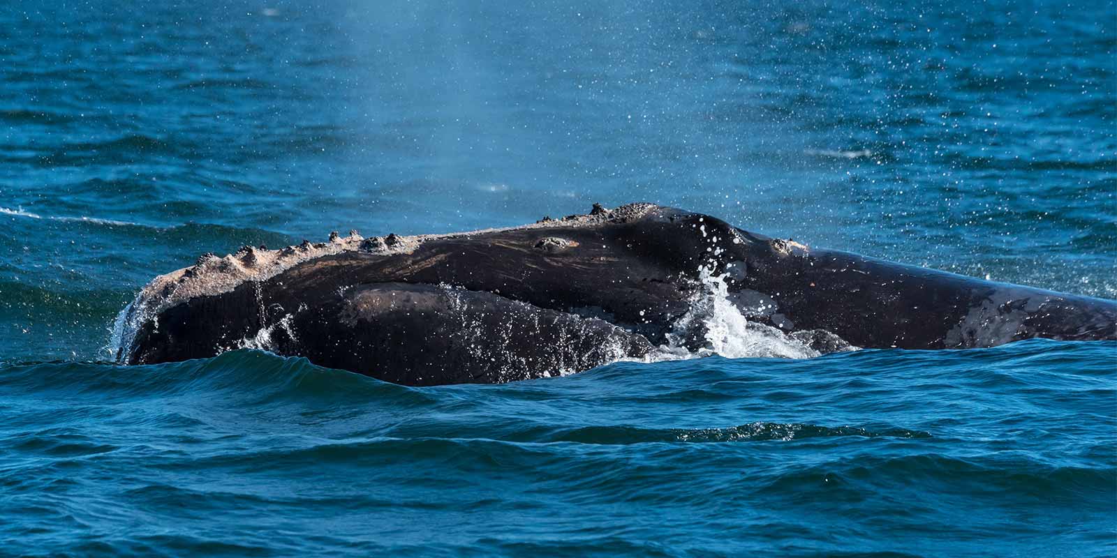 North Atlantic right whale in Canada.