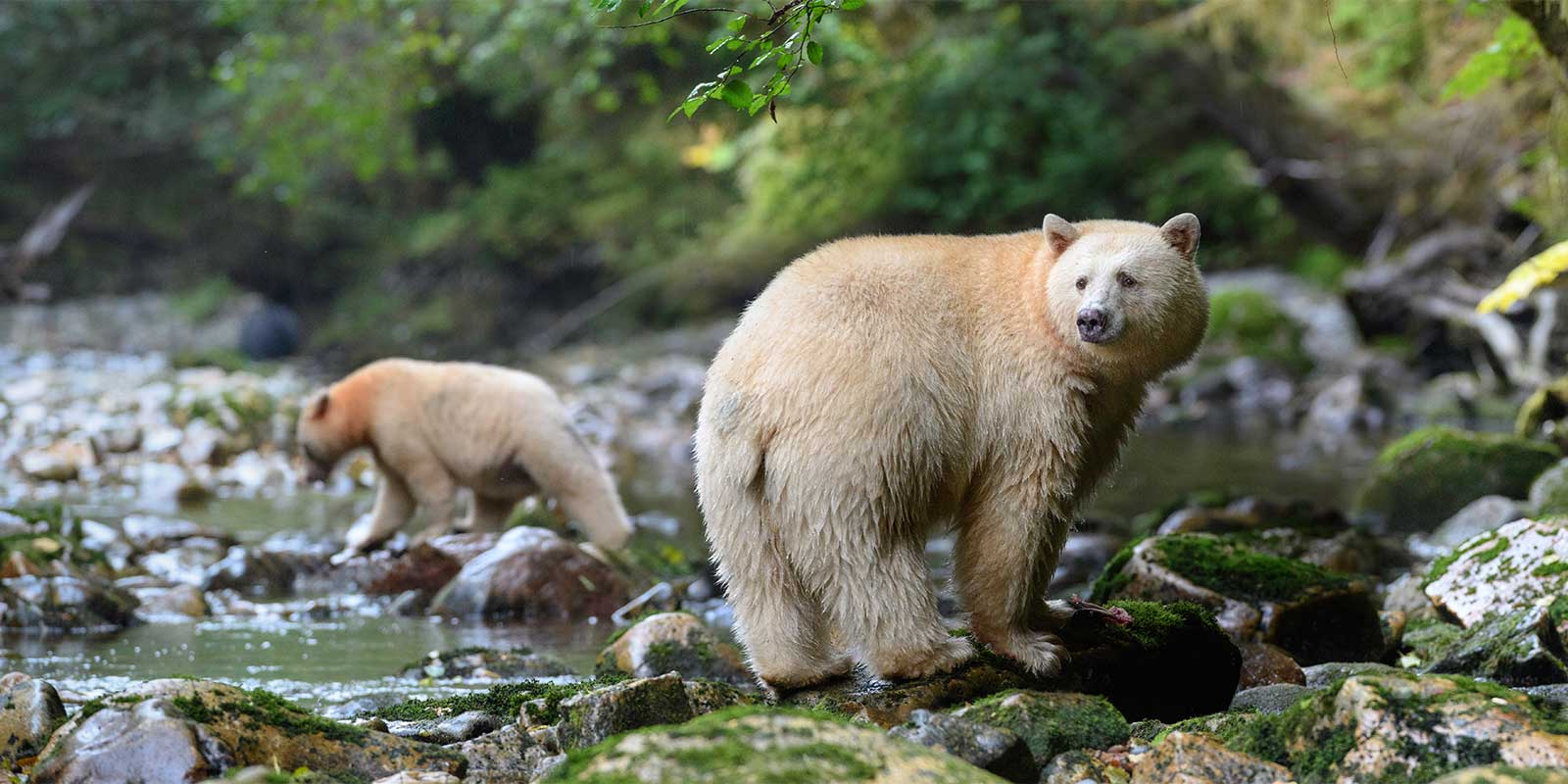 Spirit bear in Great Bear Rainforest, Canada