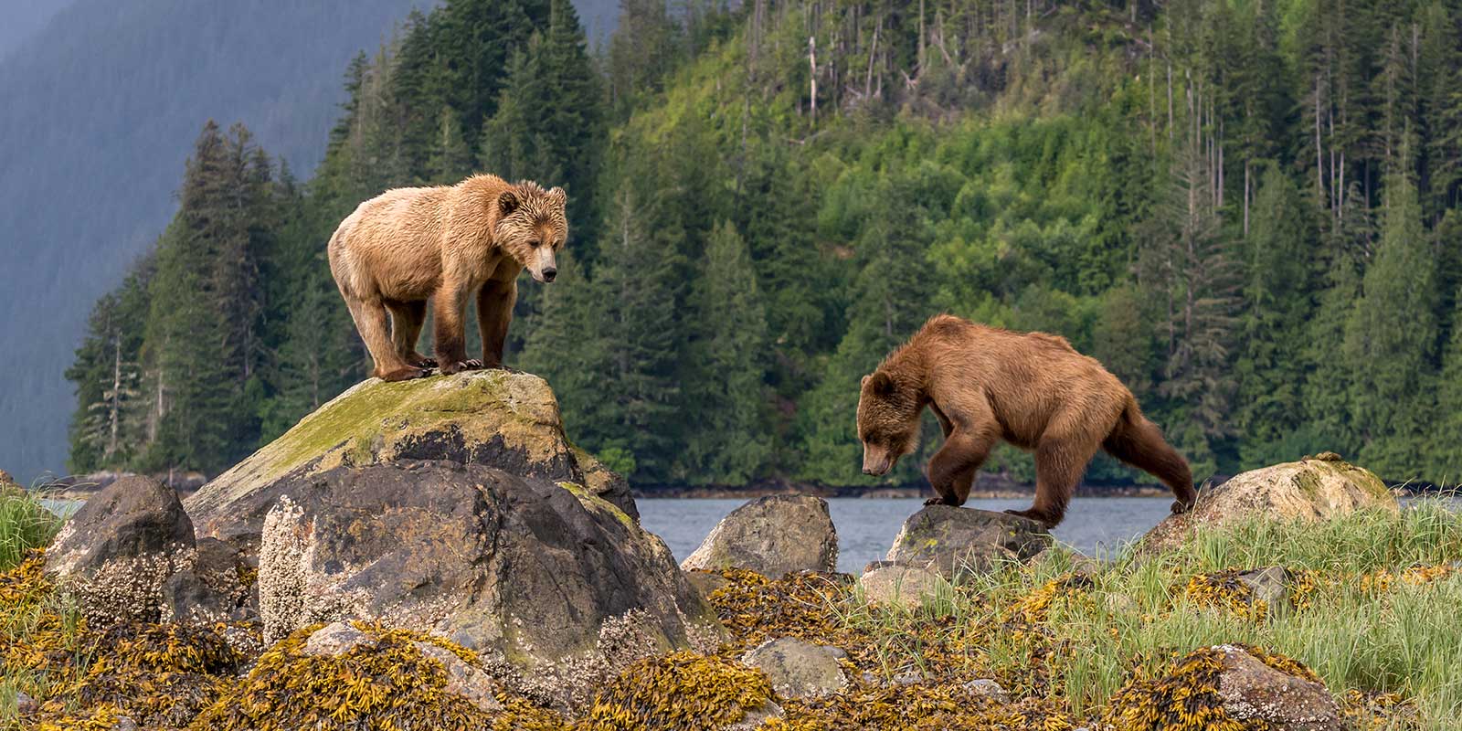Grizzly bear in Canada