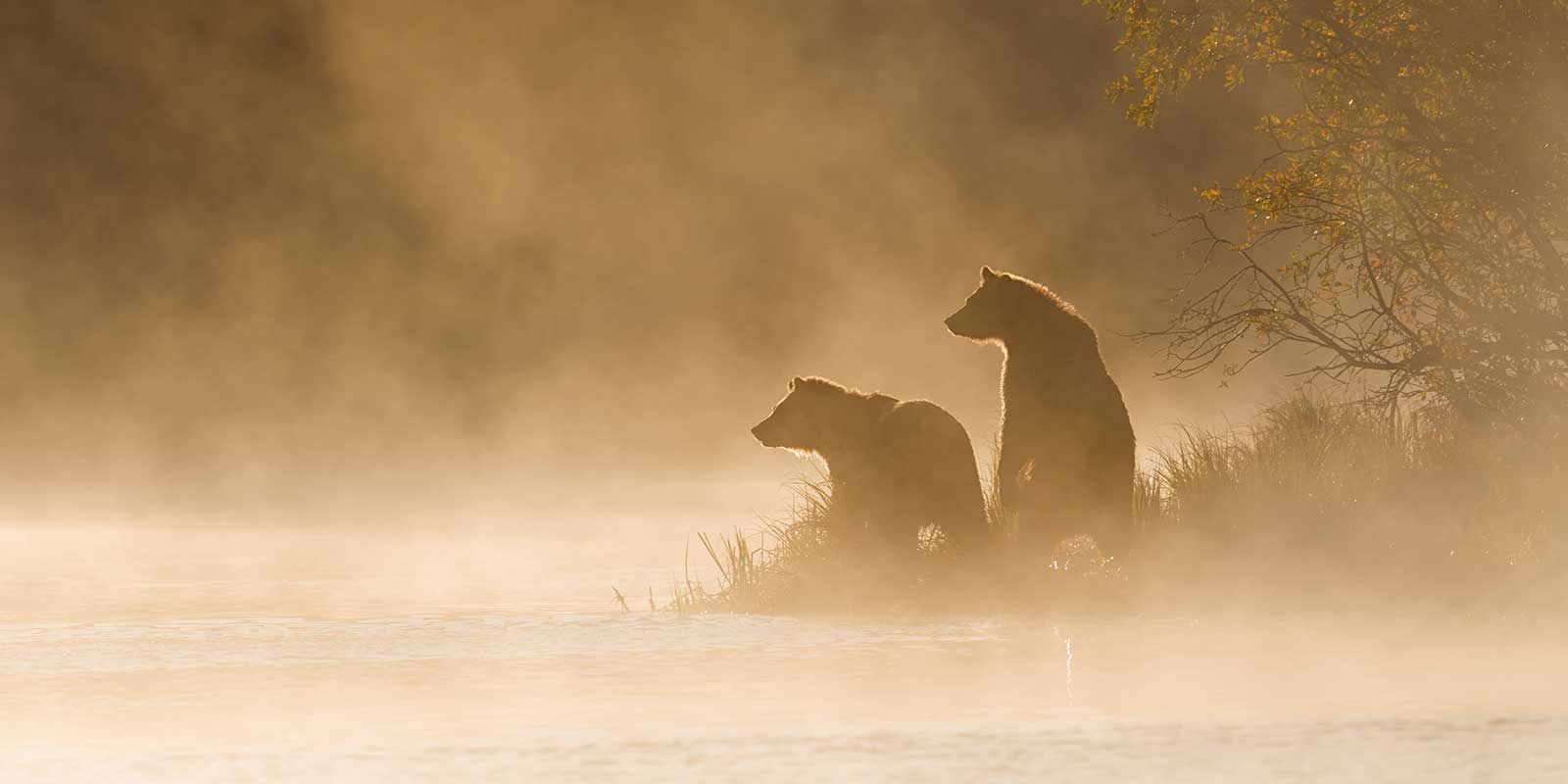 Grizzly bears in misty landscape, Canada