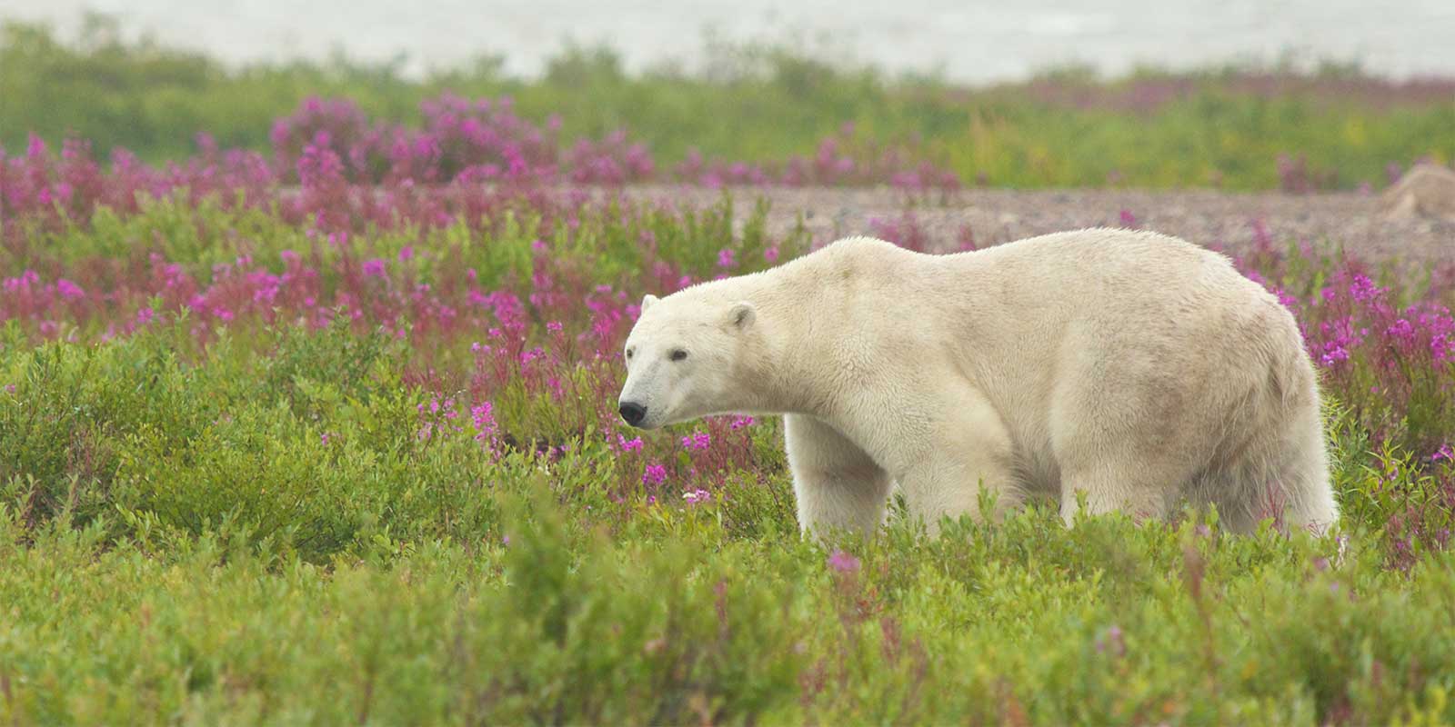 Polar bear in Hudson Bay, Canada