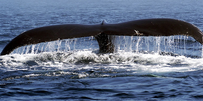 Humpback whale tail in Newfoundland, Canada