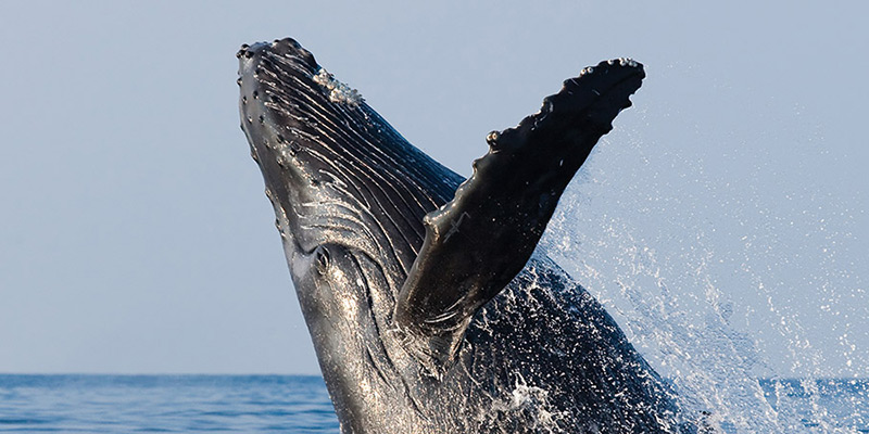Humpback whale in Canada