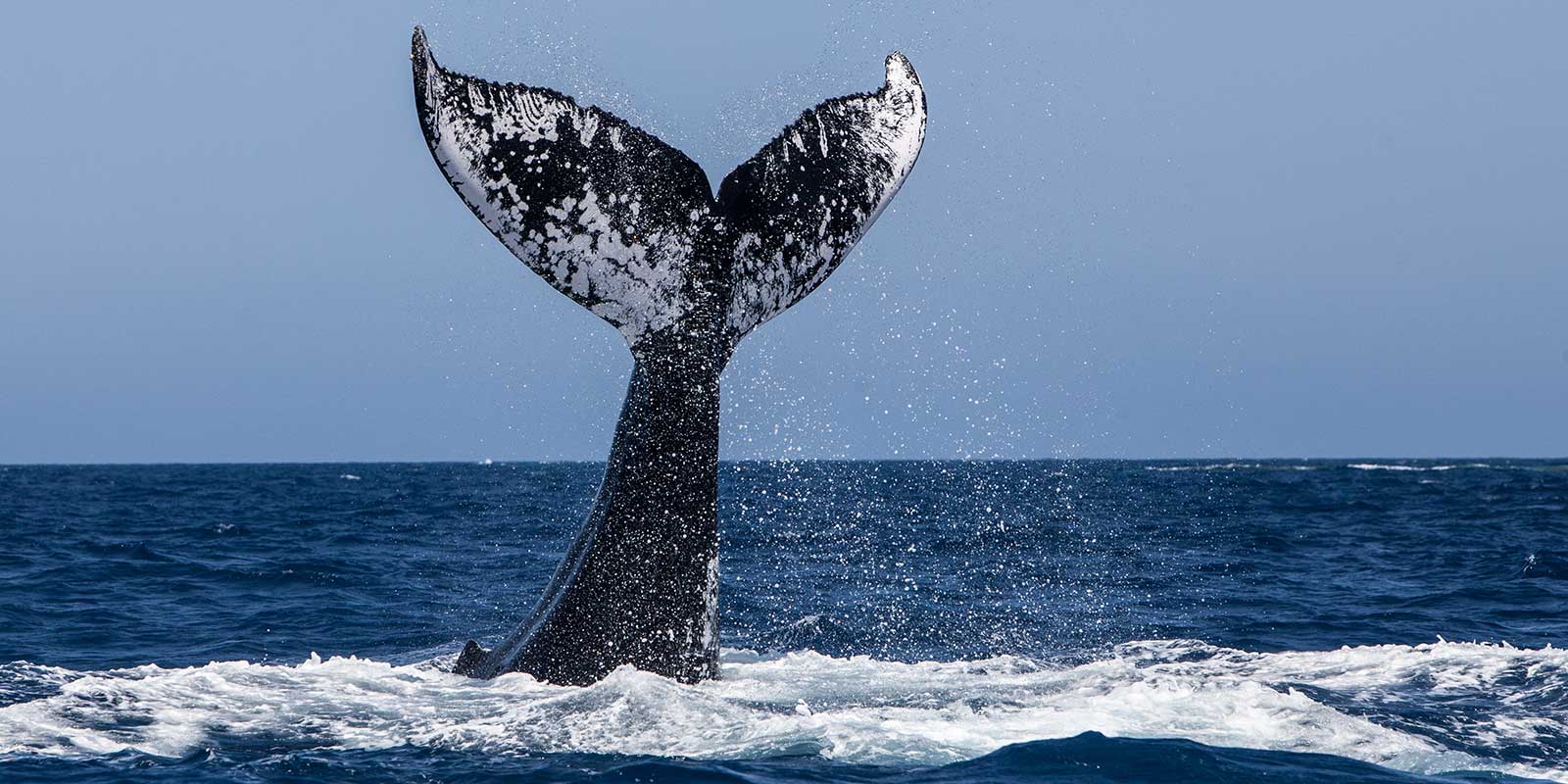 Humpback whale tail in Newfoundland, Canada