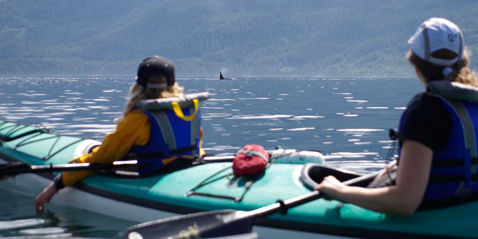 Kayaking with orcas in Vancouver Island, Canada