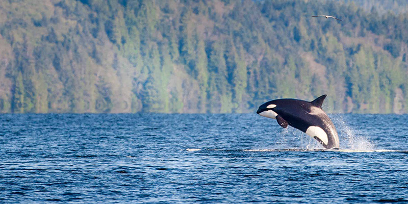 Orca in Vancouver Island.