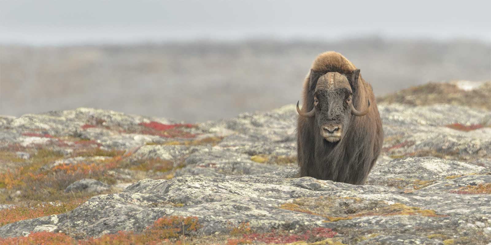 Musk oxen in Canadian Arctic