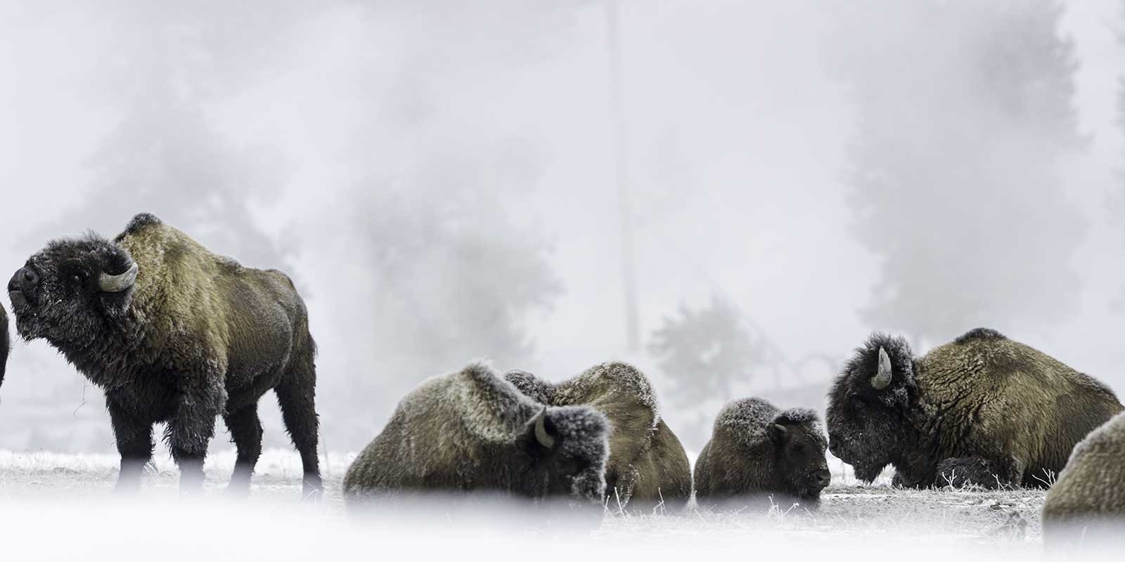 Bison in Yellowstone, USA