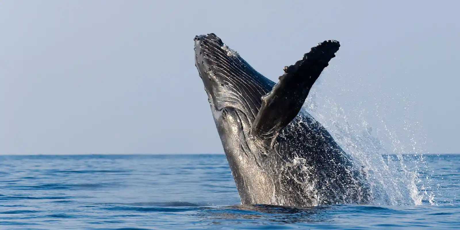 Humpback whale in Hawaii