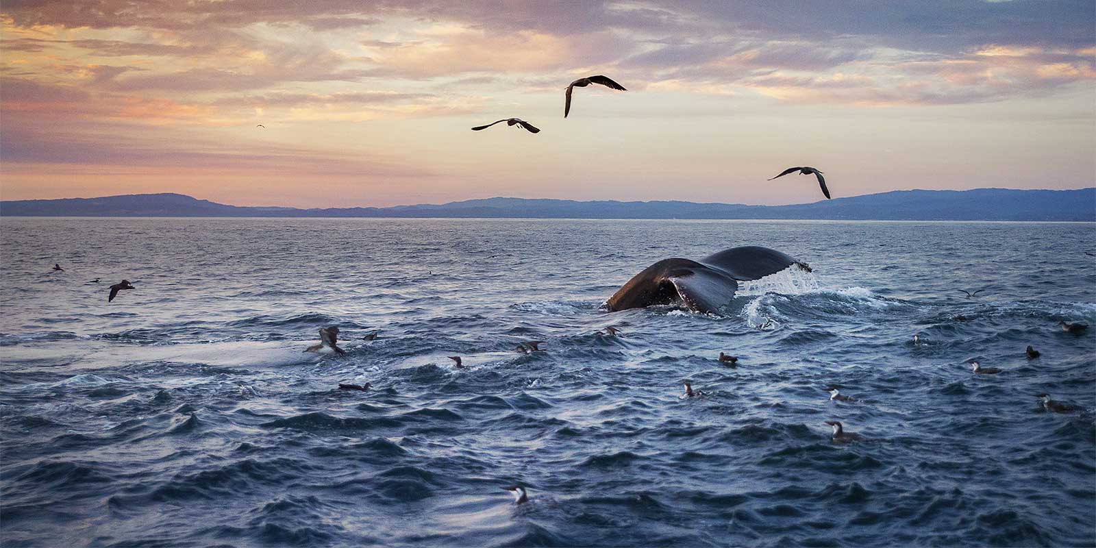Humpback whale in Monterey Bay, California, USA