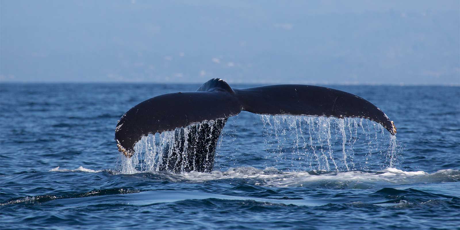 Humpback whale in Monterey Bay, California, USA