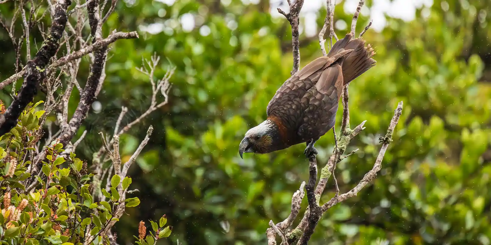 A Kaka in Dusky Sound, new Zealand.