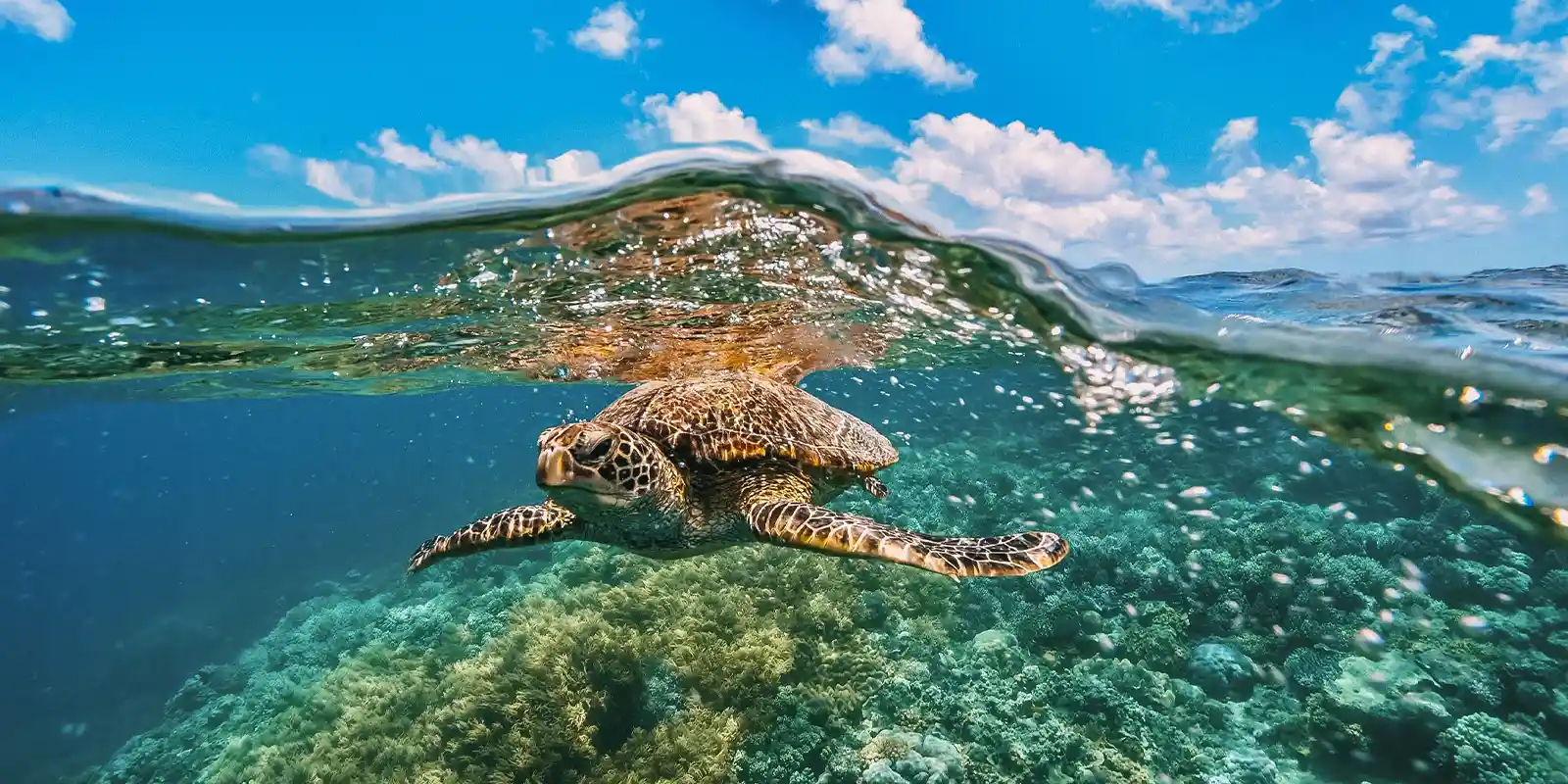 Green turtle on the Great Barrier Reef, Australia