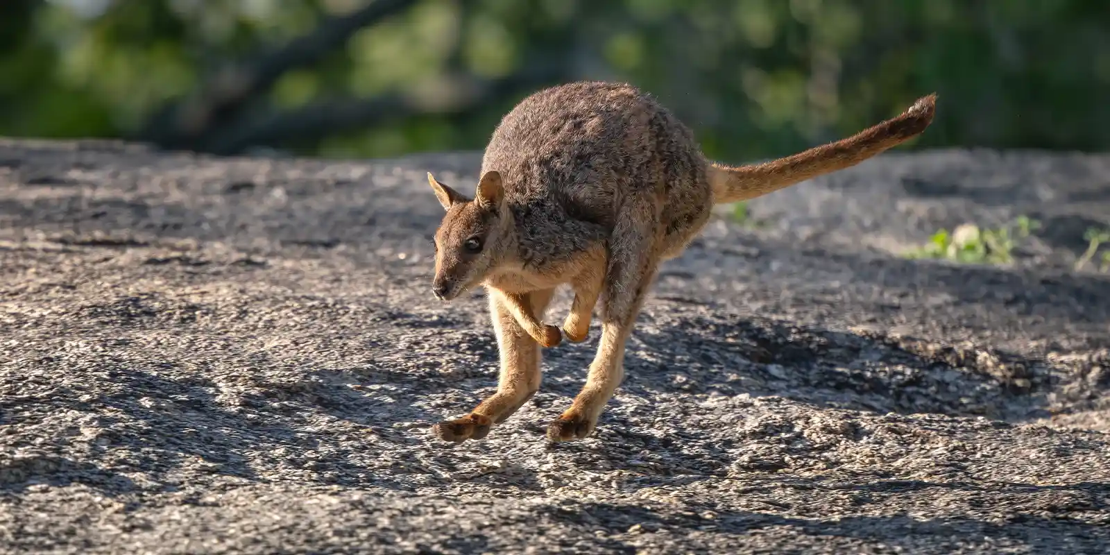 Mareeba rock wallaby in Queensland, Australia