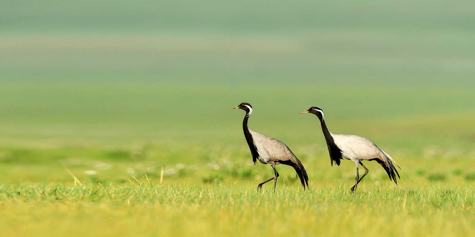 Pair of demoiselle cranes