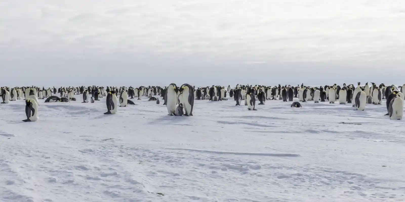Emperor penguin colony in Antarctica.