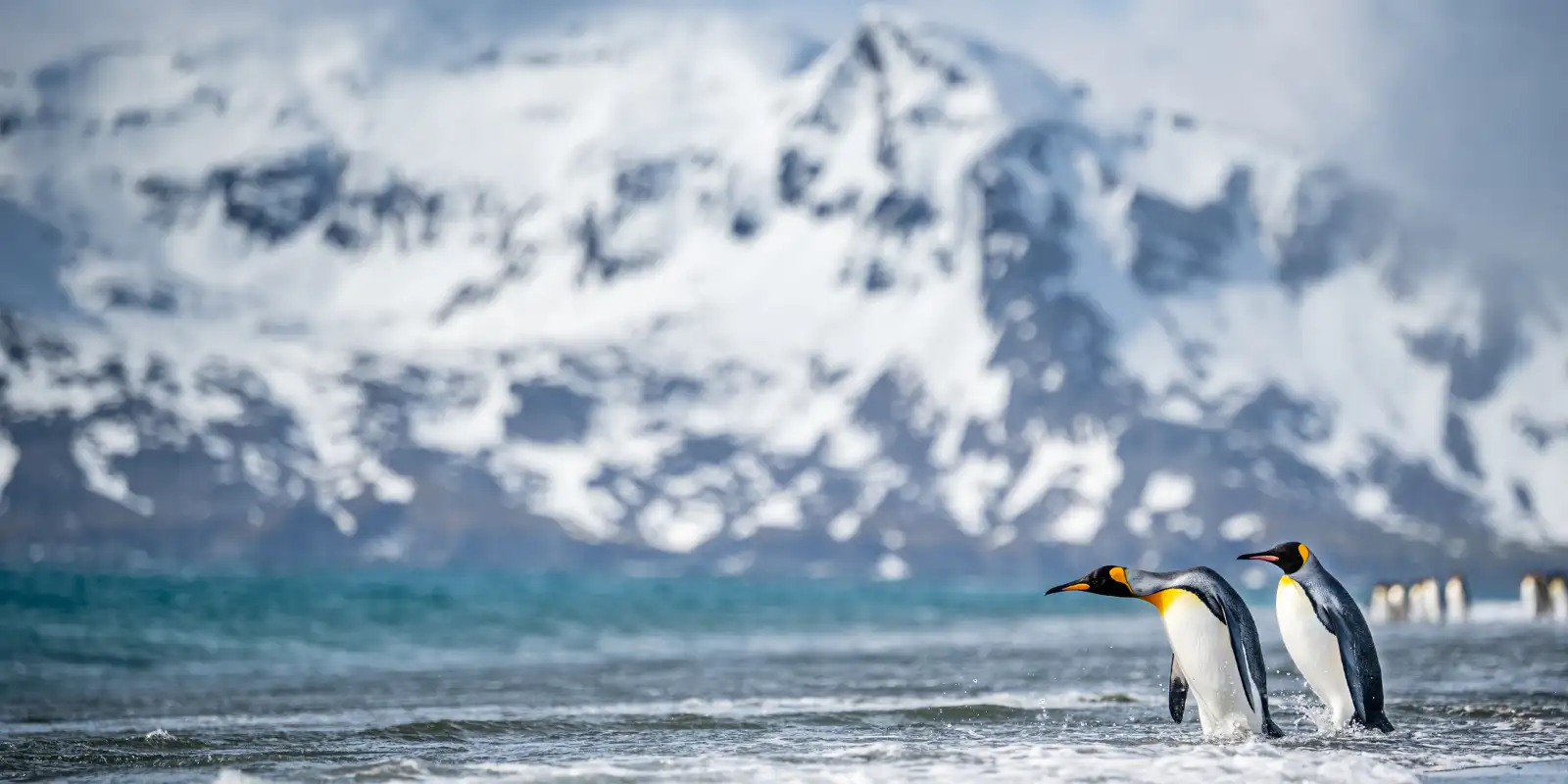 A pair of king penguins.
