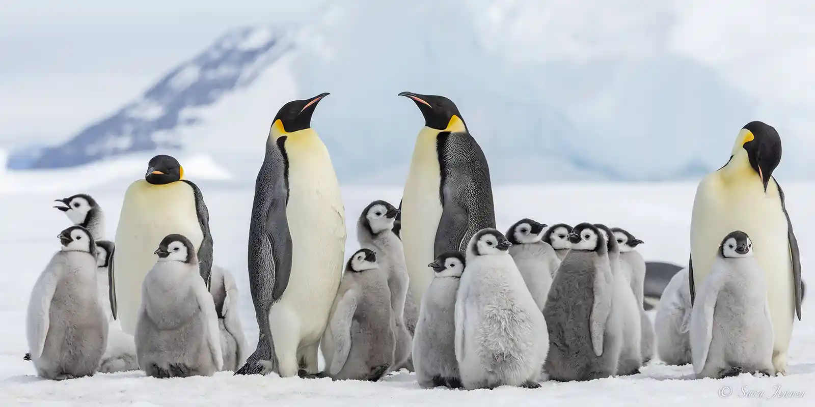Emperor penguins in Snow Hill, Antarctica.